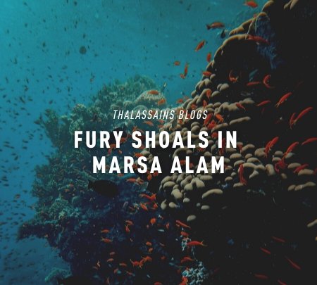 Fury Shoals In Marsa Alam