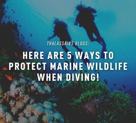 Here Are Five Ways To Protect Marine Wildlife When Diving