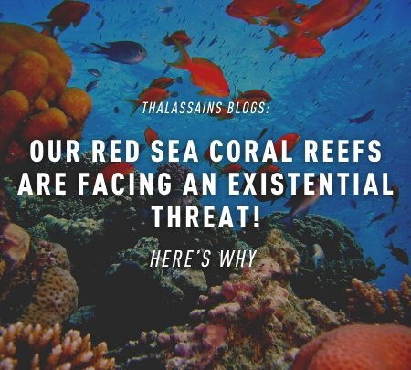 Our Red Sea coral reefs are facing an existential threat! Here's why