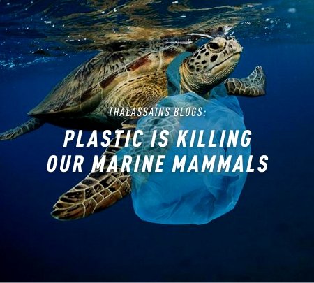 Plastic Is Killing Our Marine Mammals