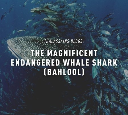 The Magnificent Endangered Whale Shark (Bahlool)