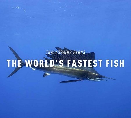 The World's Fastest Fish