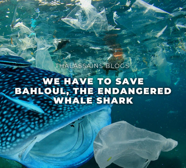 We Have To Save Bahloul! The Endangered Whale Shark