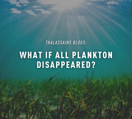 What If All Plankton Disappeared?