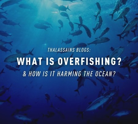 Whats Is Overfishing? & How Is It Harming The Ocean?